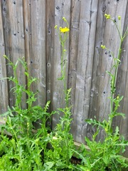 Sonchus arvensis