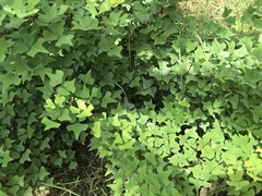 Erythrina herbacea