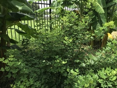 Erythrina herbacea