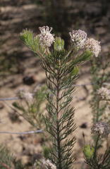Serruria millefolia
