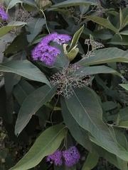 Callicarpa nudiflora