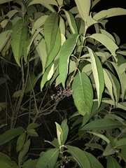 Callicarpa nudiflora