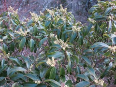 Pieris floribunda