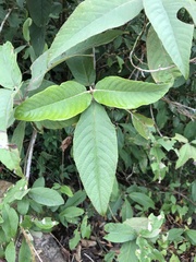 Callicarpa nudiflora