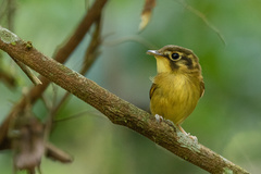 White-Throated Spadebill photo 2