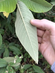 Callicarpa nudiflora