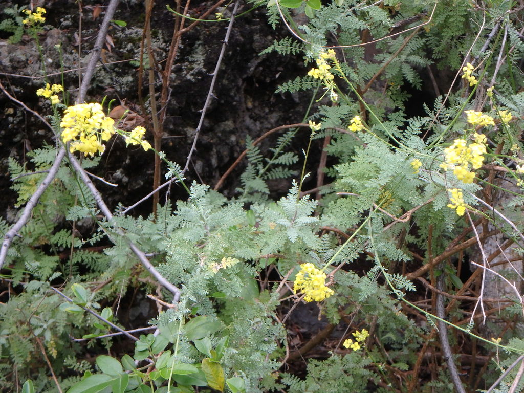 Descurainia millefolia