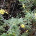 Descurainia millefolia - Photo 由 Daniel Cahen 所上傳的 (c) Daniel Cahen，保留部份權利CC BY