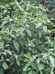Callicarpa nudiflora