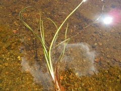 Sparganium gramineum