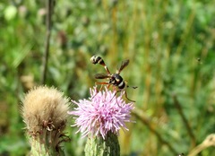 Physocephala vittata