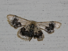Idaea macrospila