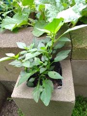 Capsicum annuum annuum