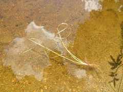 Sparganium gramineum