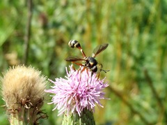 Physocephala vittata