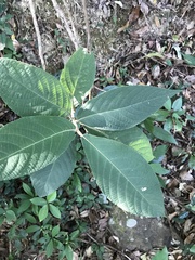Callicarpa nudiflora