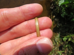 Sparganium gramineum