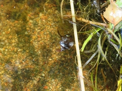 Sparganium gramineum