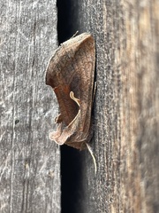 Anagrapha