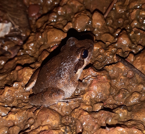 Beddome's Frog, Indirana beddomii