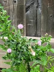 Cirsium arvense