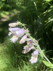 Penstemon canescens