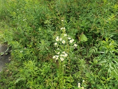Erigeron strigosus