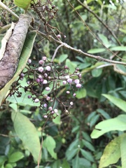 Callicarpa nudiflora