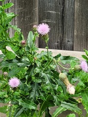 Cirsium arvense