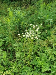 Erigeron strigosus