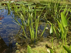 Anax imperator