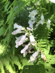 Penstemon canescens