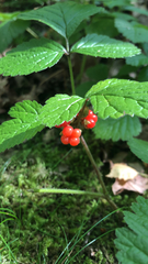 Rubus saxatilis
