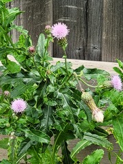 Cirsium arvense
