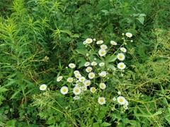 Erigeron strigosus