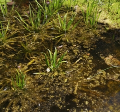 Anax imperator