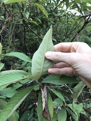 Callicarpa nudiflora