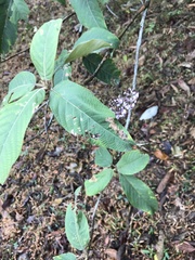 Callicarpa nudiflora