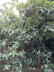 Callicarpa nudiflora