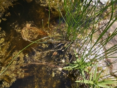 Anax imperator