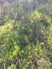 Alopecurus magellanicus