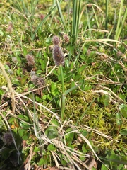 Alopecurus magellanicus