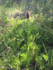 Alopecurus magellanicus