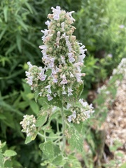 Nepeta cataria