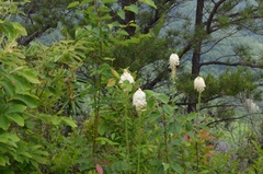 Xerophyllum asphodeloides
