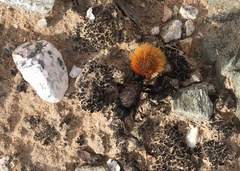 Dasymutilla magnifica