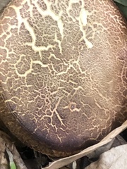 Xerocomellus salicicola