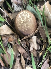 Xerocomellus salicicola