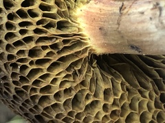 Xerocomellus salicicola