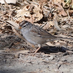 Zonotrichia leucophrys